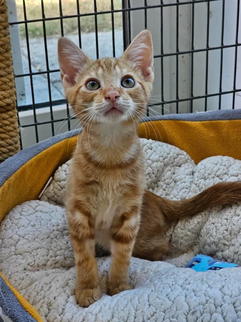 Chester, male puppy Mixed Breed Cat for adoption at RSPCA Cornwall Branch, Saint Columb