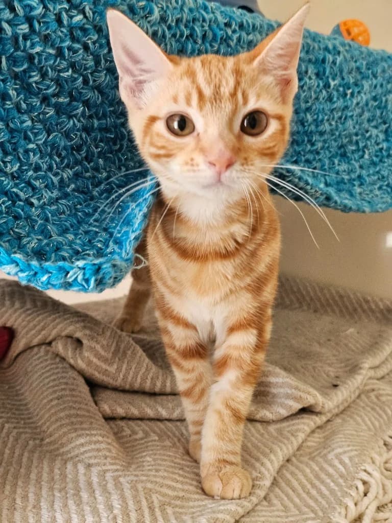 Bondi, female puppy Mixed Breed Cat for adoption at RSPCA Cornwall Branch, Saint Columb