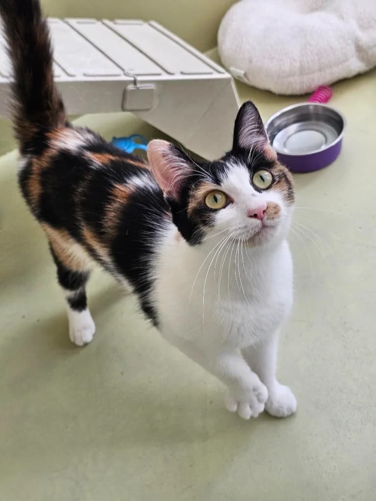 Caramel, female young Mixed Breed Cat for adoption at RSPCA Cornwall Branch, Saint Columb