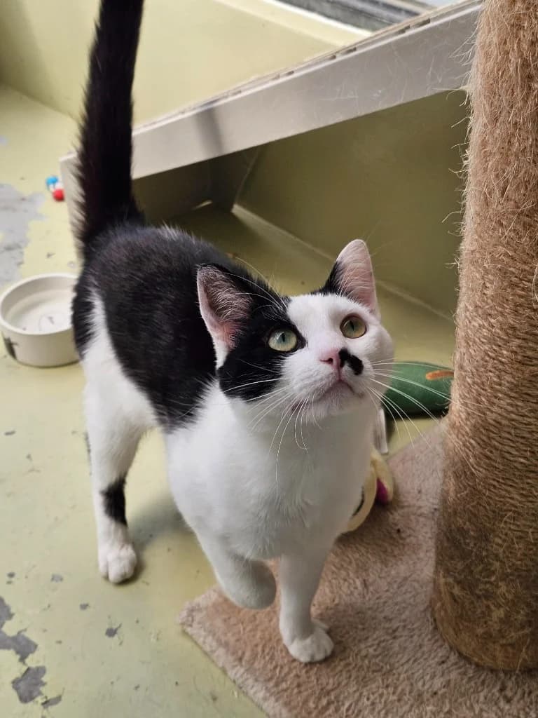 Oreo, male young Mixed Breed Cat for adoption at RSPCA Cornwall Branch, Saint Columb