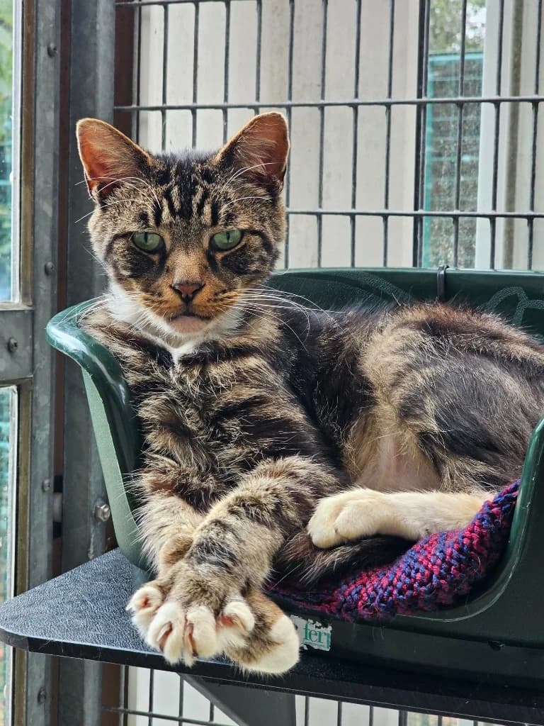 Maximus, male senior Mixed Breed Cat for adoption at RSPCA Cornwall Branch, Saint Columb