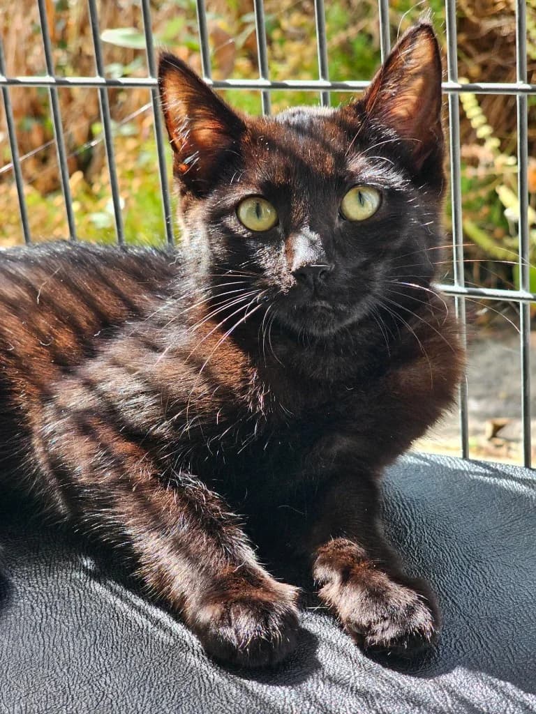 Panther / Speckles, male puppy Mixed Breed Cat for adoption at RSPCA Cornwall Branch, Saint Columb