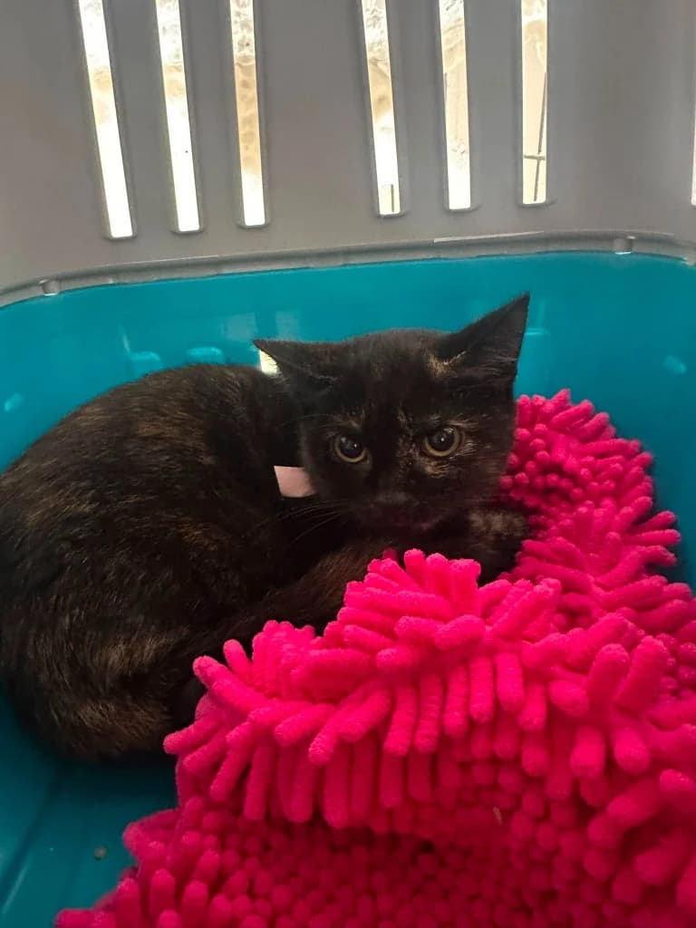 Lucy, female puppy Mixed Breed Cat for adoption at RSPCA Cornwall Branch, Saint Columb