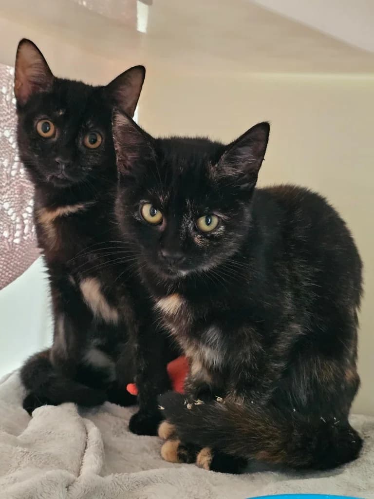 Kamari, female puppy Mixed Breed Cat for adoption at RSPCA Cornwall Branch, Saint Columb