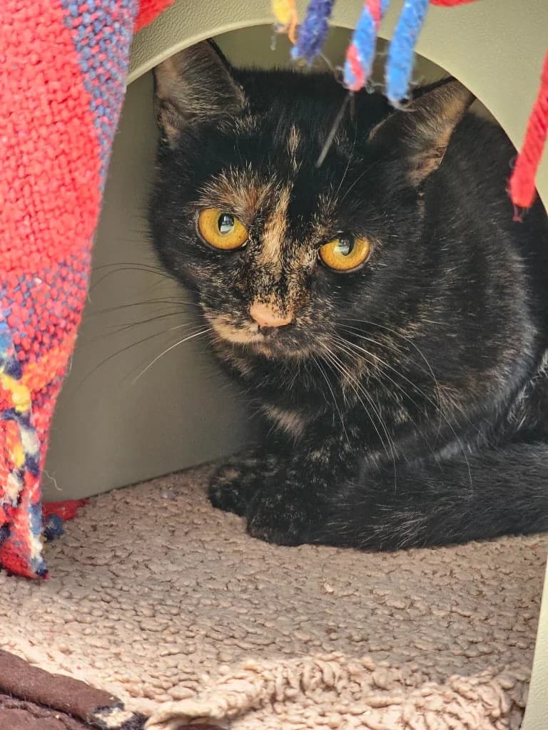 Cora, female young Mixed Breed Cat for adoption at RSPCA Cornwall Branch, Saint Columb