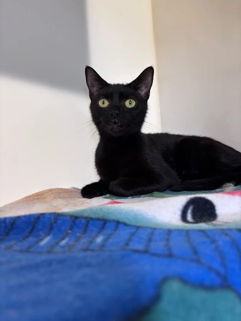 Bea, female 5yo Mixed Breed Cat for adoption at RSPCA Cornwall Branch, Saint Columb