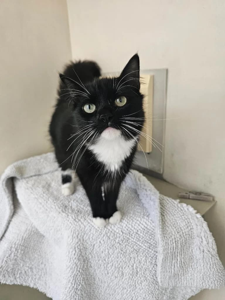 Bella Boo, female puppy Mixed Breed Cat for adoption at RSPCA Cornwall Branch, Saint Columb