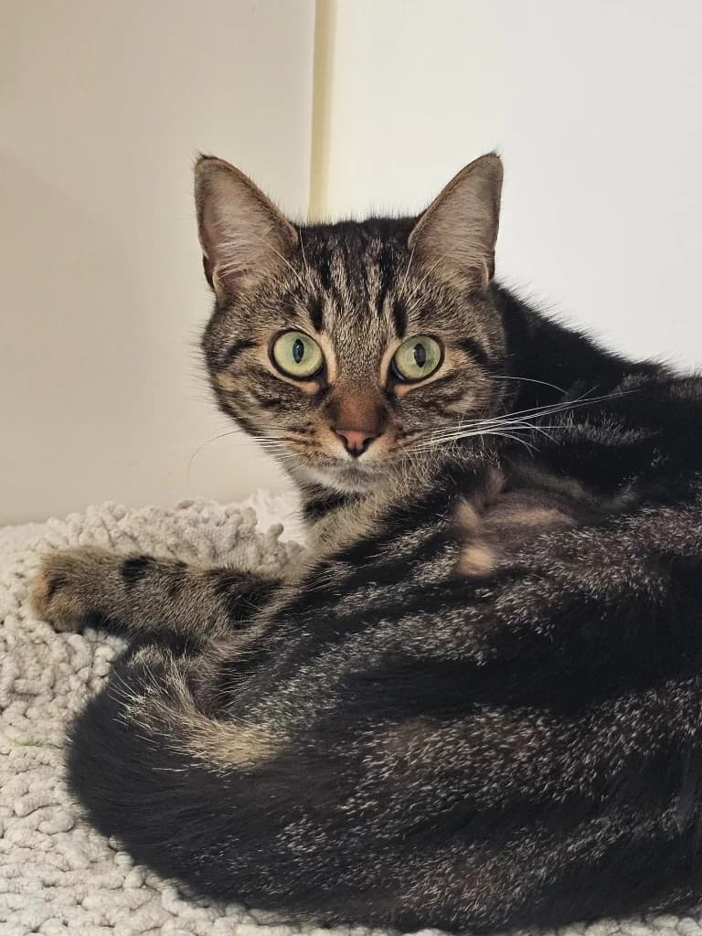 Mox, female 3yo Mixed Breed Cat for adoption at RSPCA Cornwall Branch, Saint Columb