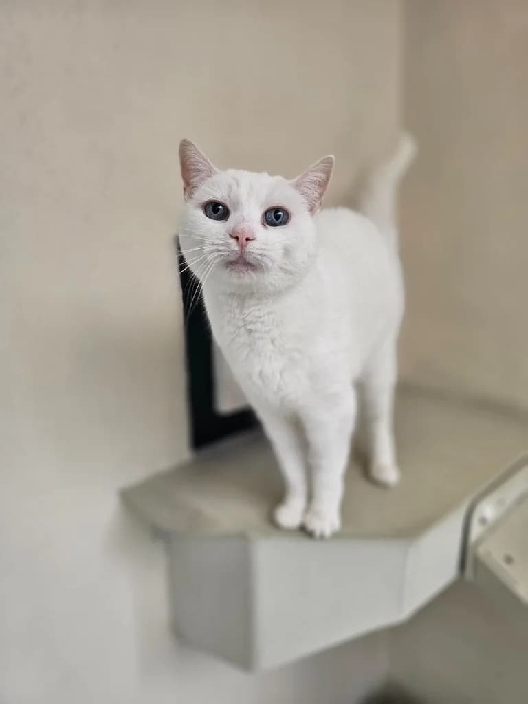 Betty, female 3yo Mixed Breed Cat for adoption at RSPCA Cornwall Branch, Saint Columb