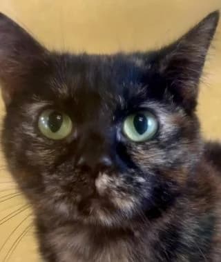 TRUDY,  young Mixed Breed Cat for adoption at RSPCA Craven and Upper Wharfedale Branch