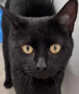 HARLEY, young Mixed Breed Cat for adoption at RSPCA Craven and Upper Wharfedale Branch