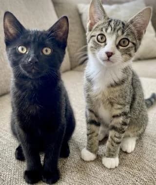 JESSIE or FLORA,  puppy Mixed Breed Cat for adoption at RSPCA Craven and Upper Wharfedale Branch