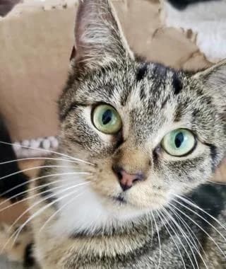MINNIE,  young Mixed Breed Cat for adoption at RSPCA Craven and Upper Wharfedale Branch
