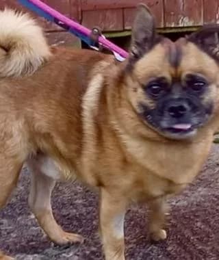 BARNEY, senior Pomeranian for adoption at RSPCA Craven and Upper Wharfedale Branch