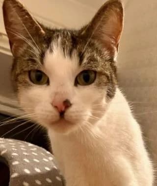 KIWI, young Mixed Breed Cat for adoption at RSPCA Craven and Upper Wharfedale Branch