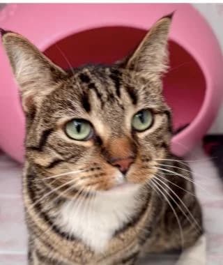PRINCESS,  4yo Mixed Breed Cat for adoption at RSPCA Craven and Upper Wharfedale Branch