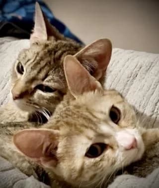 JESSY & JINNY (PAIR OF HOUSE CATS),  puppy Mixed Breed Cat for adoption at RSPCA Craven and Upper Wharfedale Branch