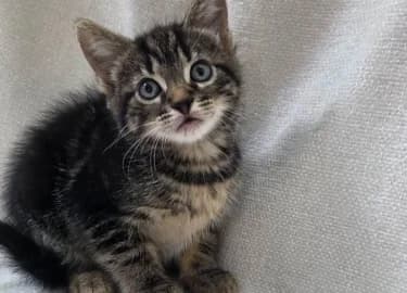 Alison Hammond, female Mixed Breed Cat for adoption at RSPCA Derby & District Branch