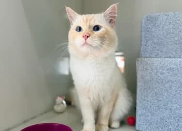 Allan, male mixed breed for adoption at RSPCA Derby & District Branch