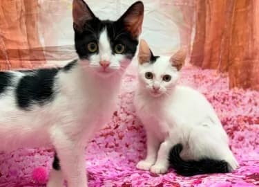 Avery & Helga, female Mixed Breed Cat for adoption at RSPCA Derby & District Branch