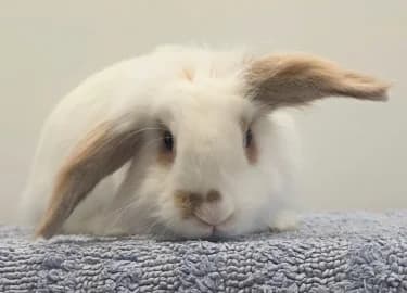 Bambi, male mixed breed for adoption at RSPCA Derby & District Branch