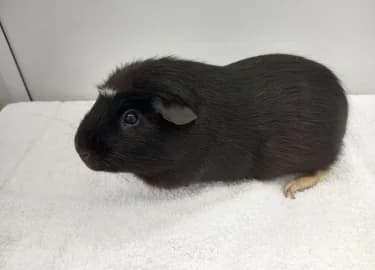 Bee, male Mixed Breed for adoption at RSPCA Derby & District Branch