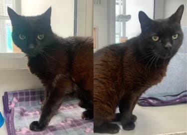Bernard & Gerard, male Mixed Breed Cat for adoption at RSPCA Derby & District Branch