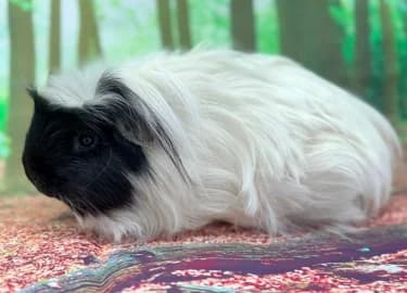 Berry, male Mixed Breed for adoption at RSPCA Derby & District Branch