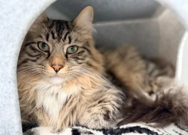 Bert, male Mixed Breed Cat for adoption at RSPCA Derby & District Branch