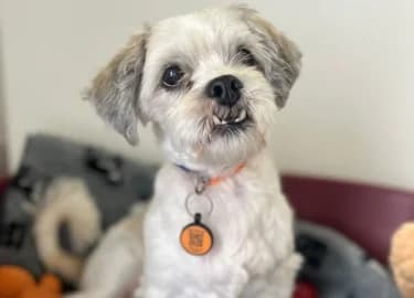 Brian, male Mixed Breed for adoption at RSPCA Derby & District Branch