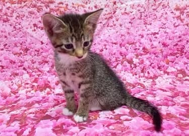 Brie & Gouda, female Abyssinian for adoption at RSPCA Derby & District Branch