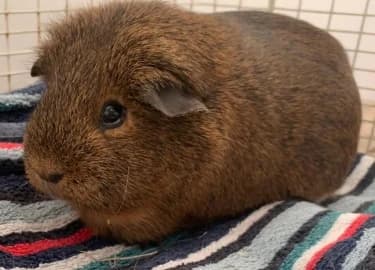 Brownie, female Mixed Breed for adoption at RSPCA Derby & District Branch