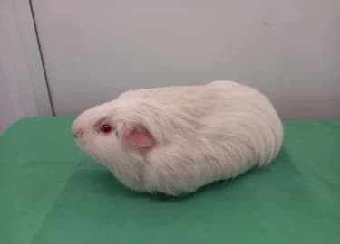 Bruno Squeaks, male Mixed Breed for adoption at RSPCA Derby & District Branch