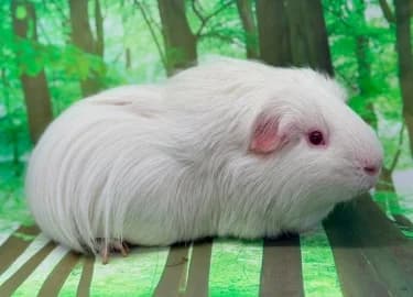 Cauliflower, male Mixed Breed for adoption at RSPCA Derby & District Branch