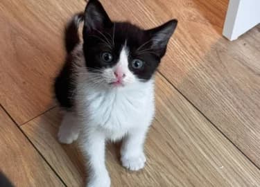 Cherry, female Mixed Breed Cat for adoption at RSPCA Derby & District Branch