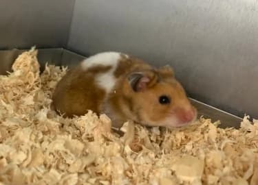 Cleo, female mixed breed for adoption at RSPCA Derby & District Branch