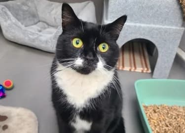 Darla, female Mixed Breed Cat for adoption at RSPCA Derby & District Branch
