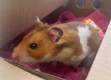 Echo, female mixed breed for adoption at RSPCA Derby & District Branch