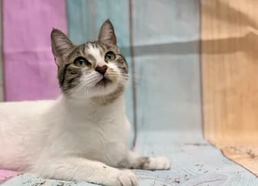 Francesca, female Mixed Breed Cat for adoption at RSPCA Derby & District Branch