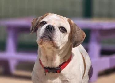 Lexi, Beagle (RSPCA Derby & District Branch)
