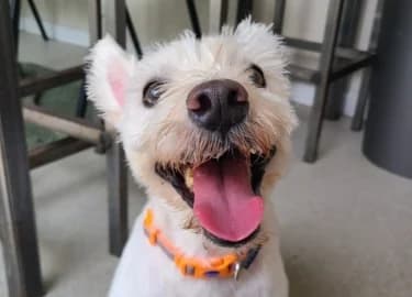 Lilly, female West Highland White Terrier for adoption at RSPCA Derby & District Branch
