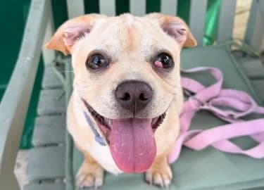 Rex, Pug (RSPCA Derby & District Branch)