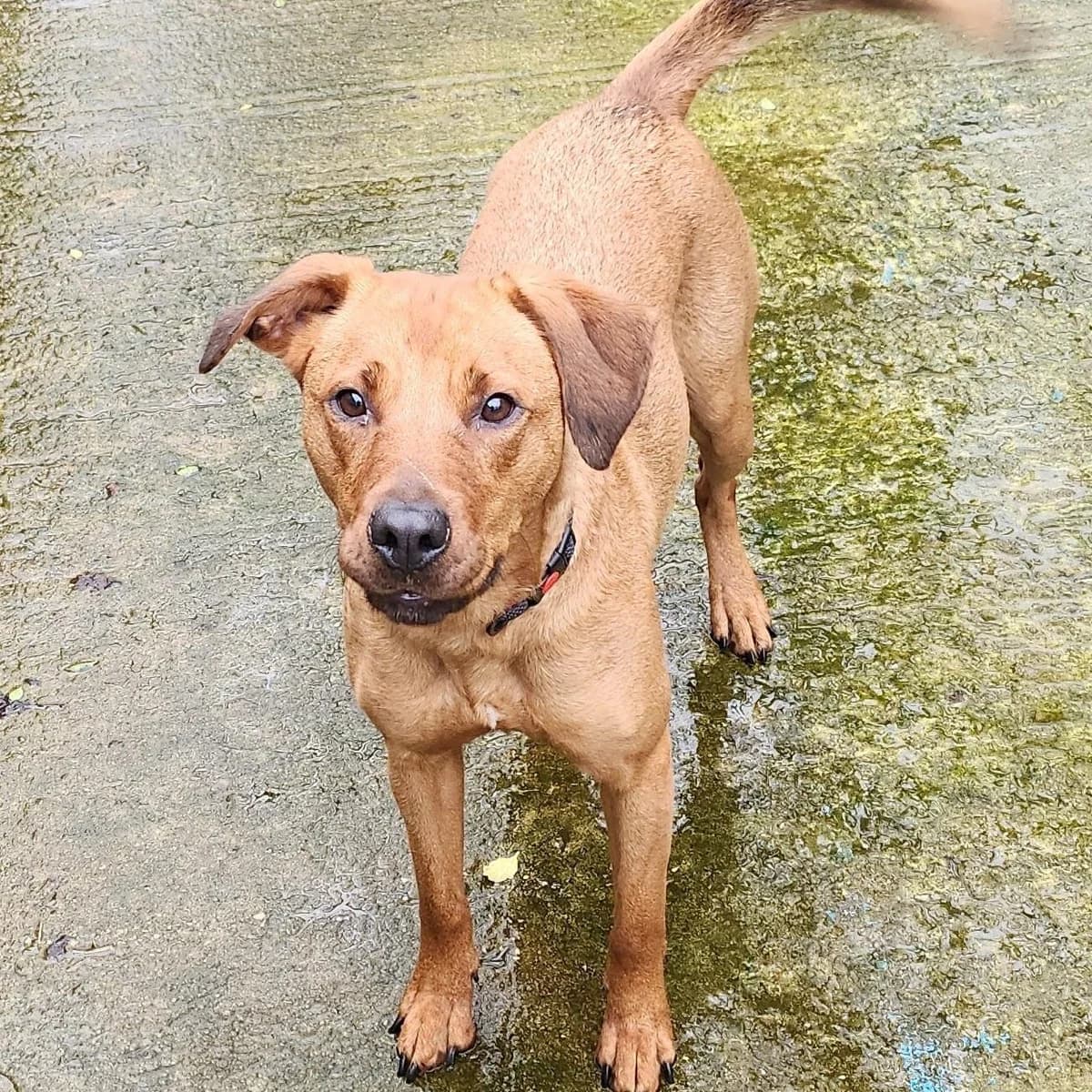 Marla, female Mixed Breed for adoption at RSPCA Lincolnshire Mid & Lincoln Branch