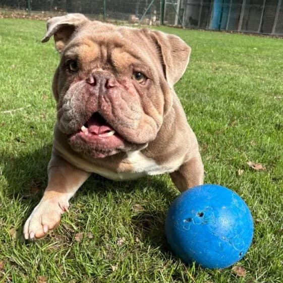Blue, male Mixed Breed for adoption at RSPCA Lincolnshire Mid & Lincoln Branch