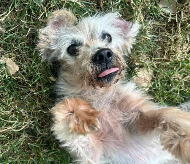 Brandy, male puppy Mixed Breed for adoption at RSPCA Lincolnshire Mid & Lincoln Branch