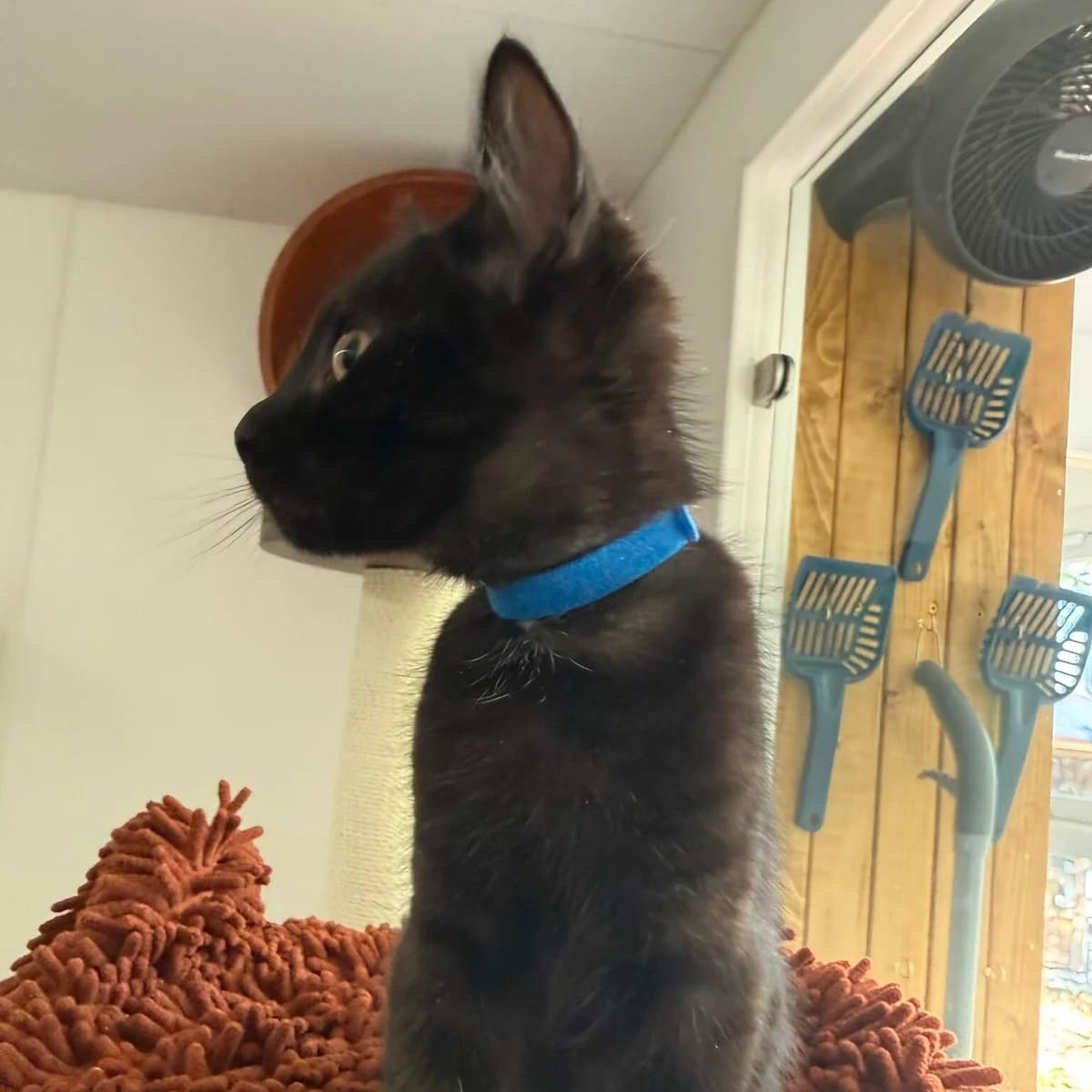 Cypher, male puppy Mixed Breed for adoption at RSPCA Lincolnshire Mid & Lincoln Branch