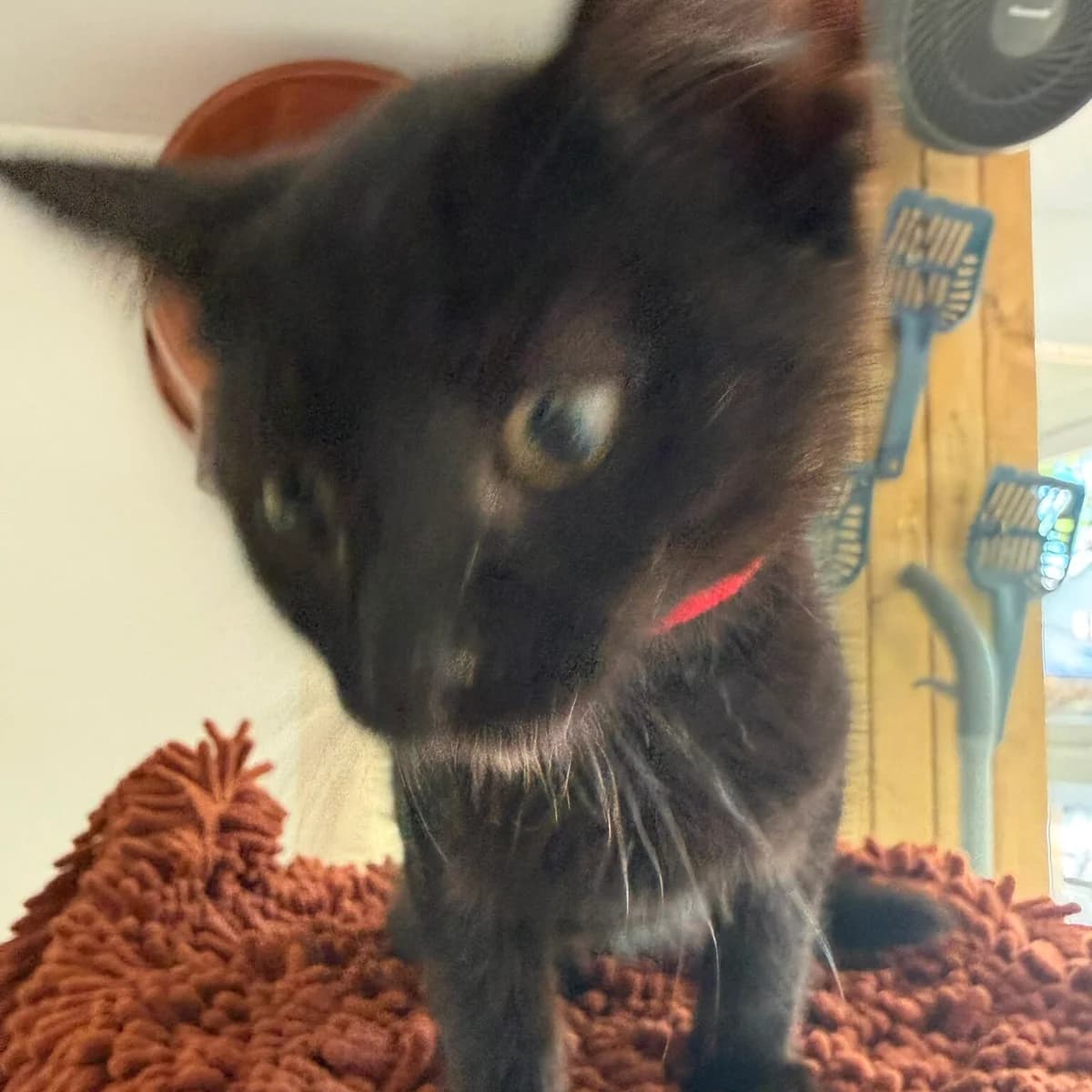 Morph, male puppy Mixed Breed for adoption at RSPCA Lincolnshire Mid & Lincoln Branch