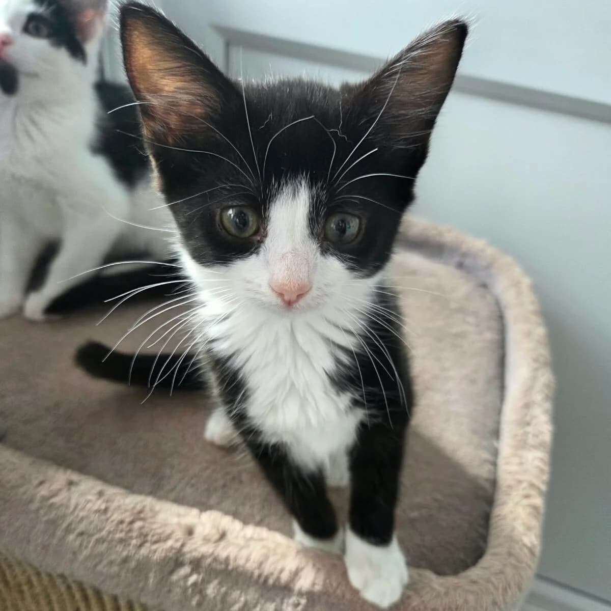 Jaz, female puppy Mixed Breed for adoption at RSPCA Lincolnshire Mid & Lincoln Branch