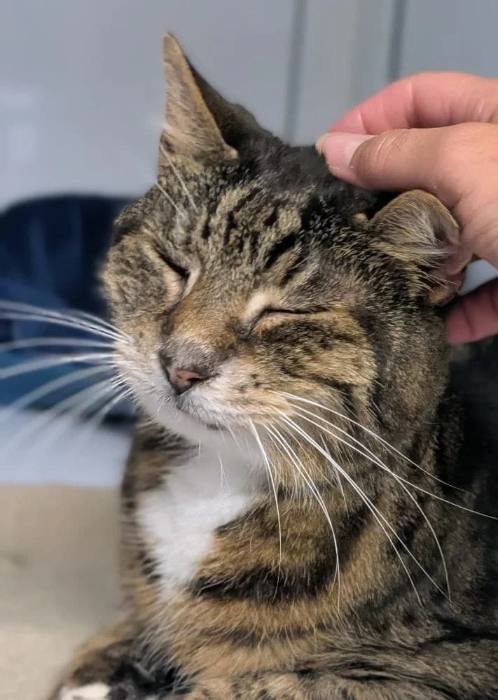 Charlie, male senior Mixed Breed Cat for adoption at RSPCA Macclesfield, SE Cheshire and Buxton
