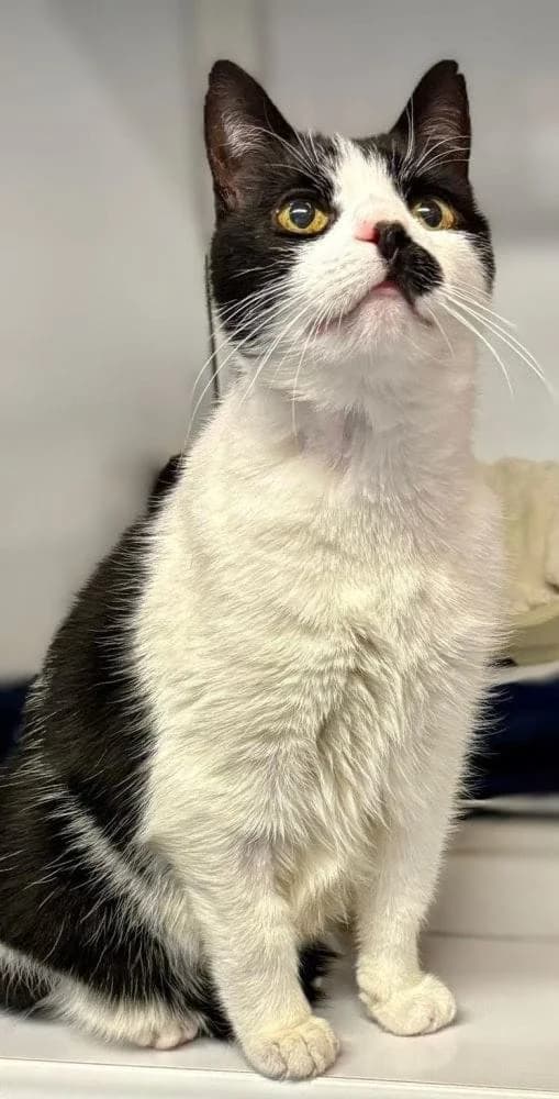 Henry, male senior Mixed Breed Cat for adoption at RSPCA Macclesfield, SE Cheshire and Buxton
